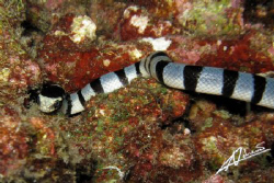 banded sea snake, so fascinating! by Adriano Trapani 